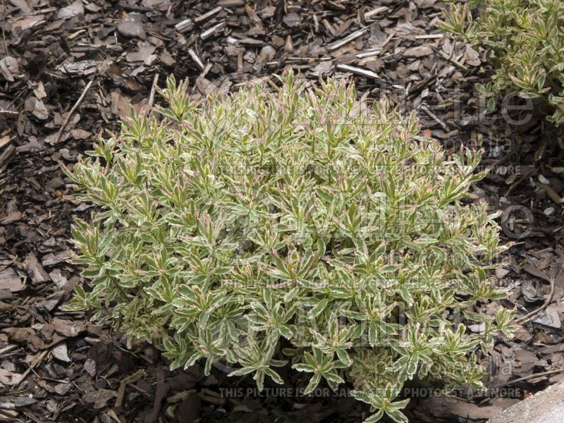 Euphorbia First Blush (Spurge) 3 