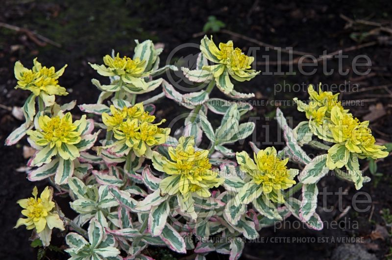 Euphorbia First Blush (Spurge) 5 