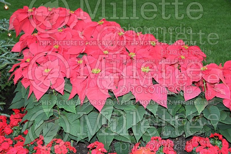 Plants recognized during the holiday season: poinsettias