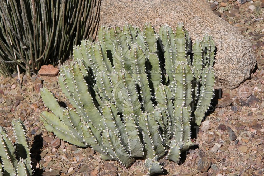 Euphorbia resinifera (resin spurge) 3