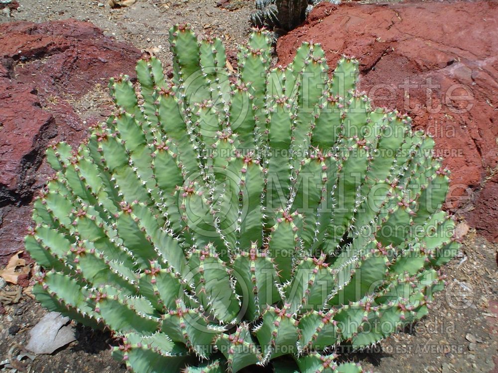 Euphorbia resinifera (resin spurge) 4