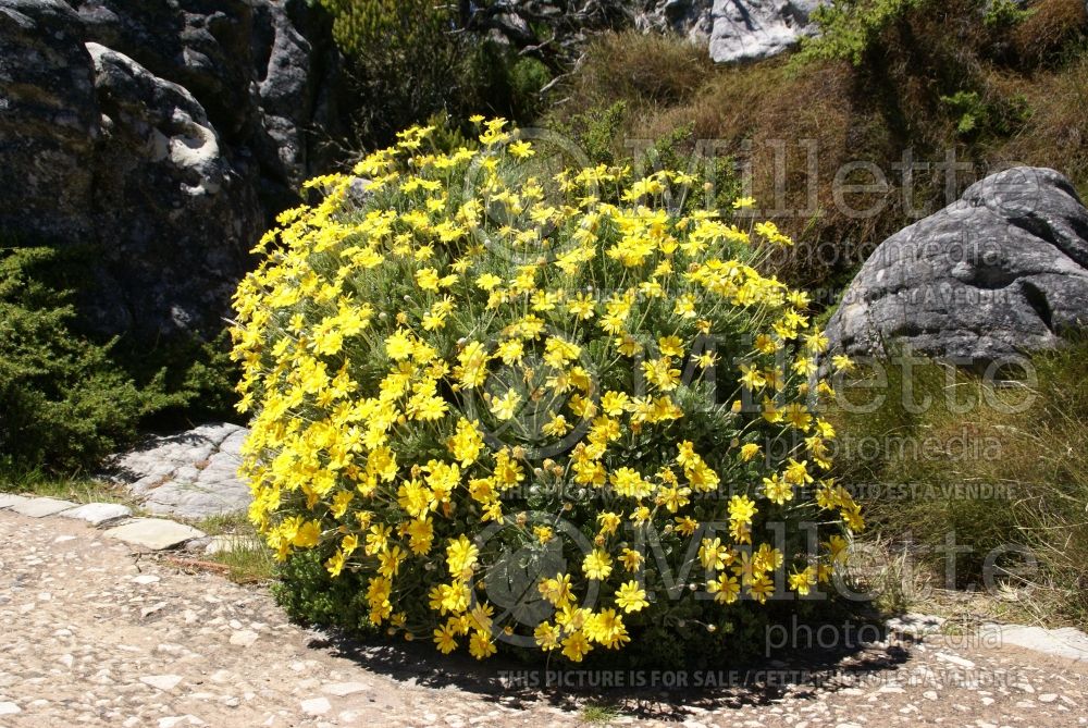 Euryops pectinatus (Golden daisy bush) 3 