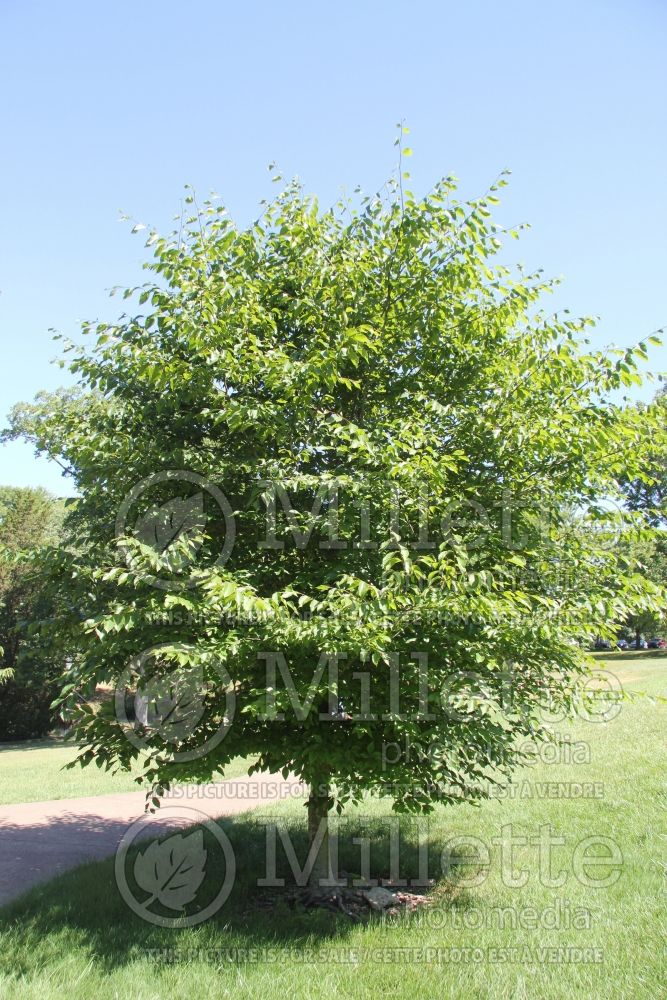 Fagus grandifolia (American beech) 11