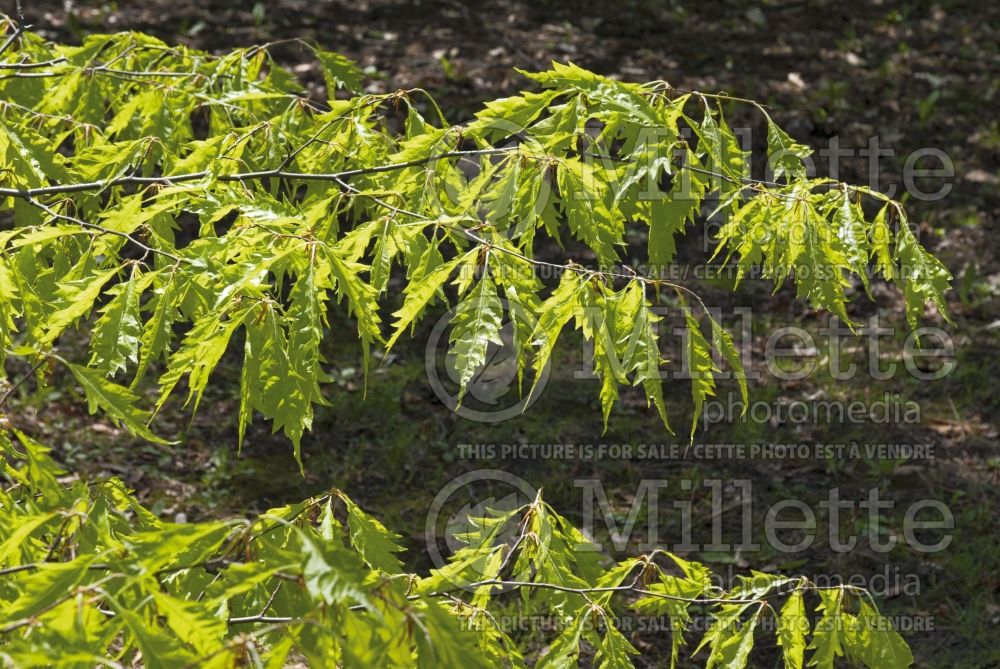 Fagus Asplenifolia (Fern leaf Beech) 1  