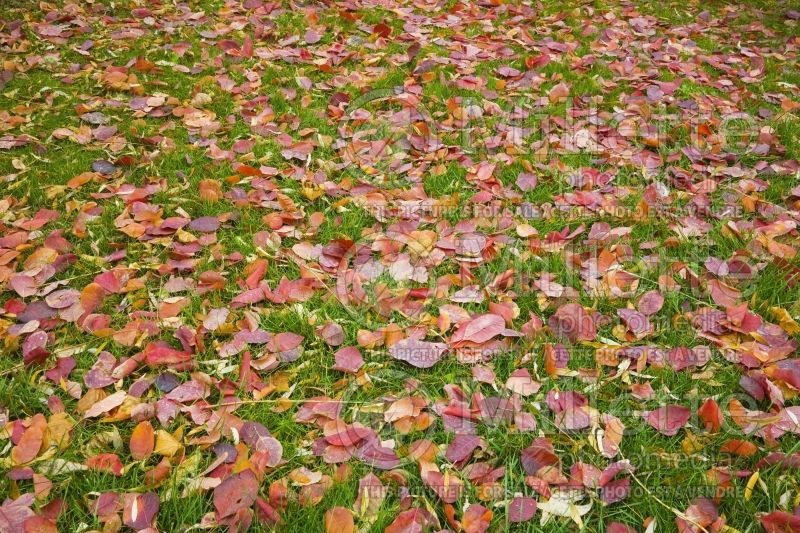 Fallen autumn leaves on a green grass lawn in autumn 1