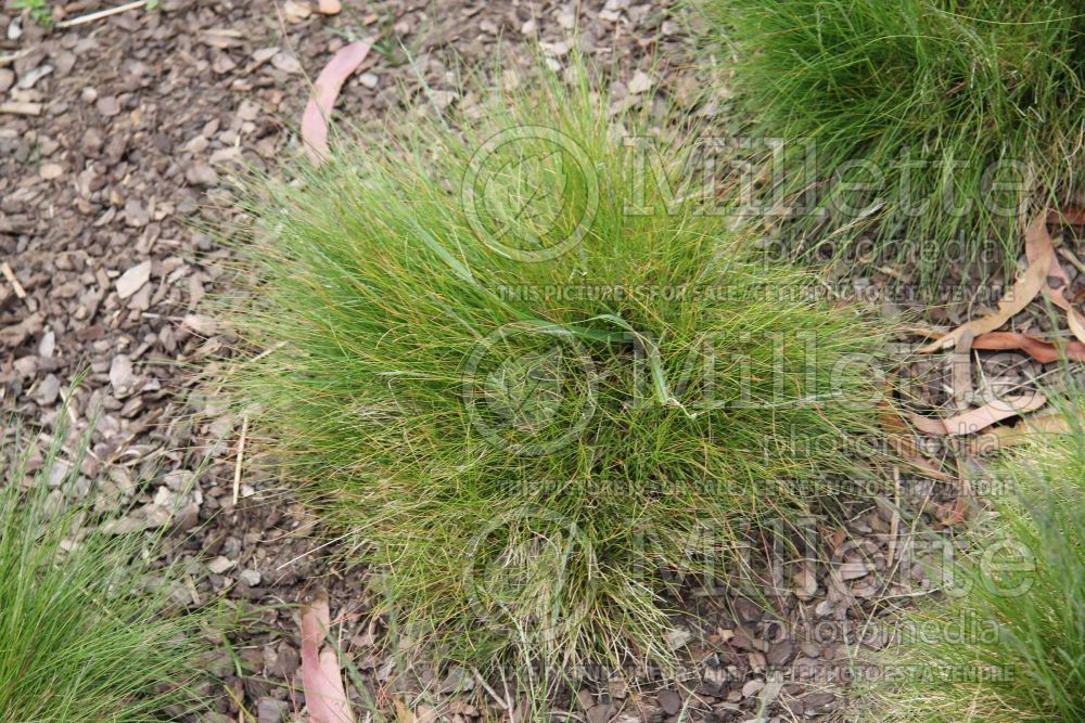 Festuca vivipara (viviparous fescue grass) 1 