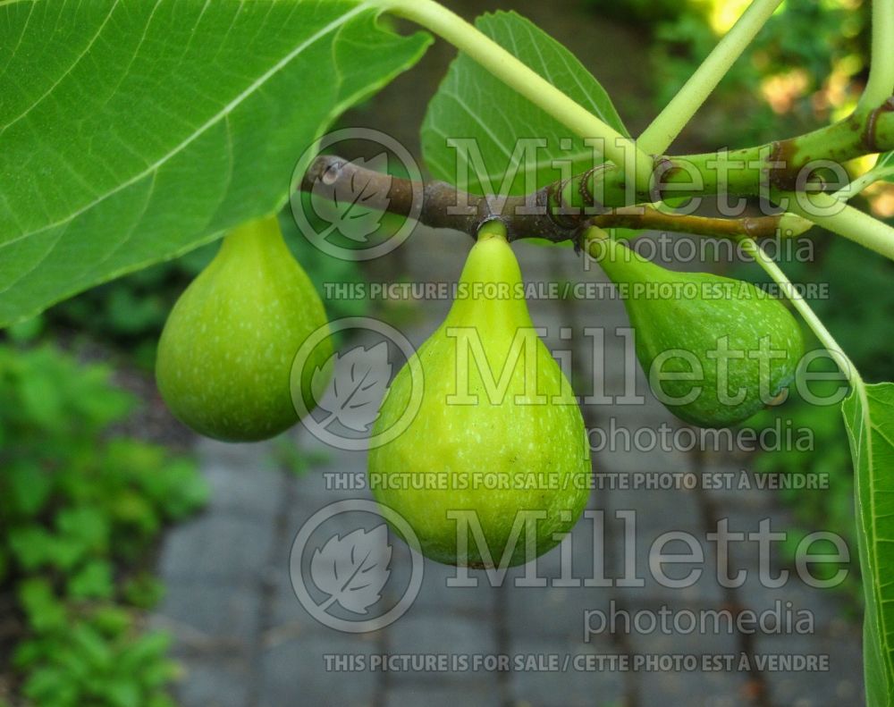Ficus Lattarula (Italian Honey Fig) 1 