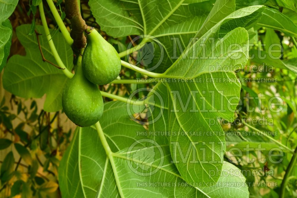 Ficus Lattarula (Italian Honey Fig) 2 