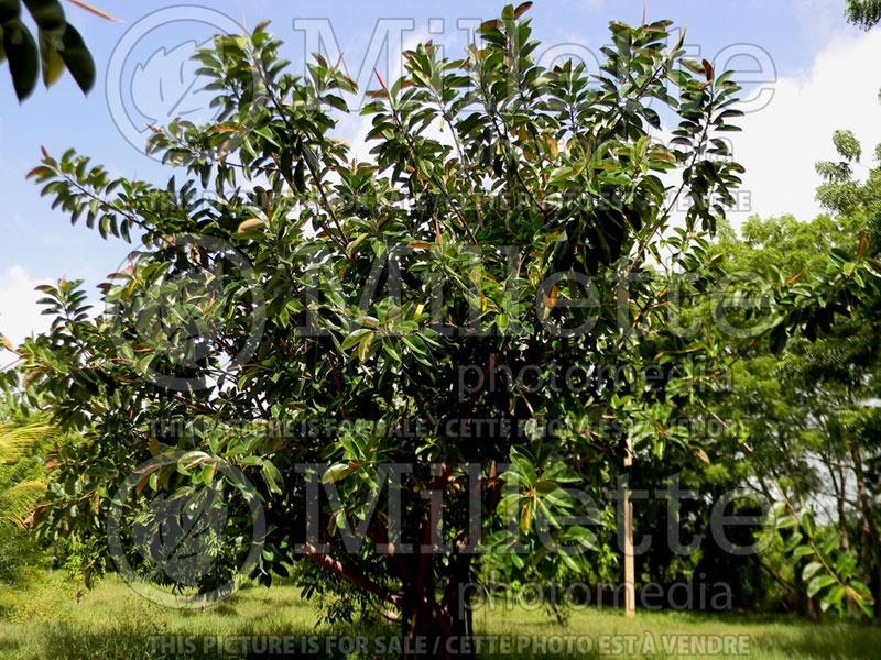 Ficus elastica (rubber plant) 1 