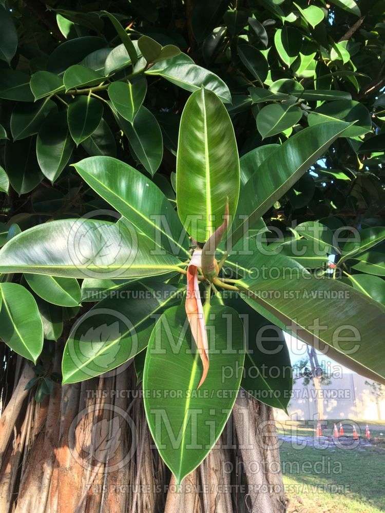 Ficus elastica (rubber plant) 4 