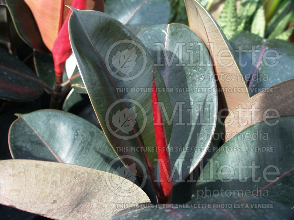 Ficus elastica (rubber plant) 3 