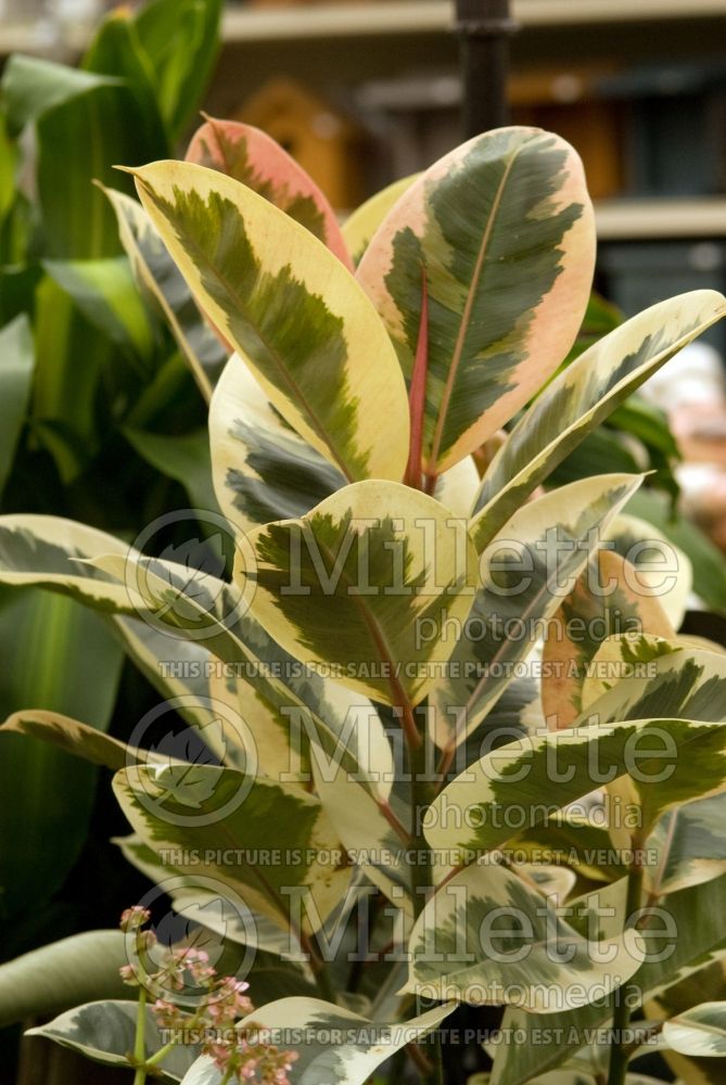 Ficus Sylvie aka Tinneke (rubber plant) 1 