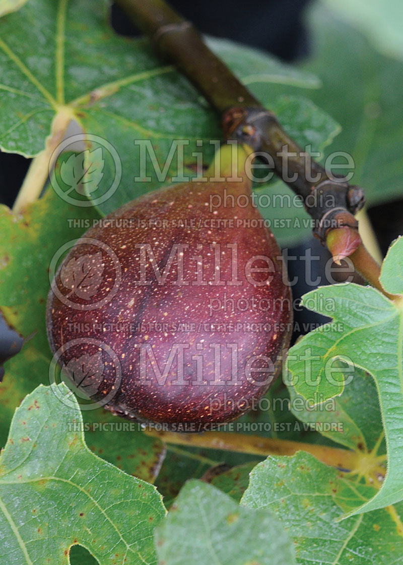 Ficus Chicago Hardy or Bensonhurst Purple (Common Fig, Edible Fig) 1 