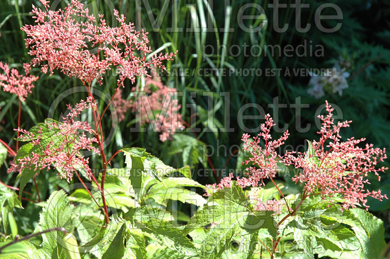 Filipendula Venusta Magnifica (Meadowsweet) 1 