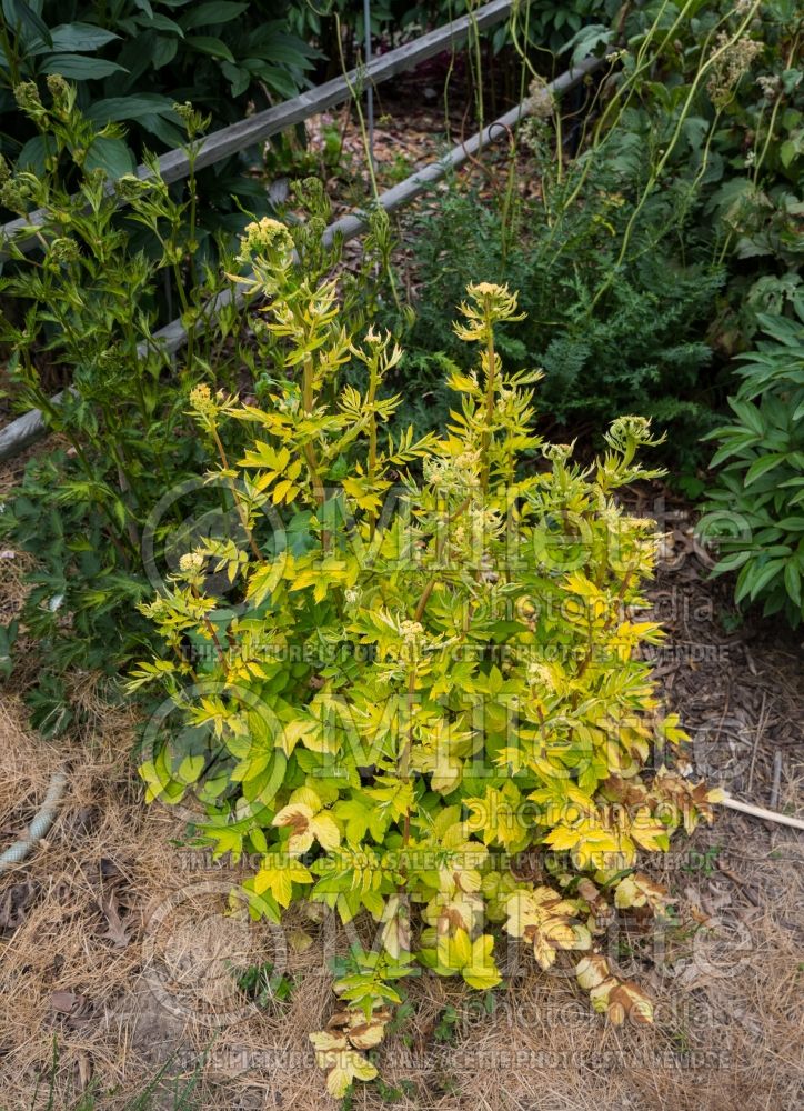 Filipendula Aurea (Meadowsweet) 1  