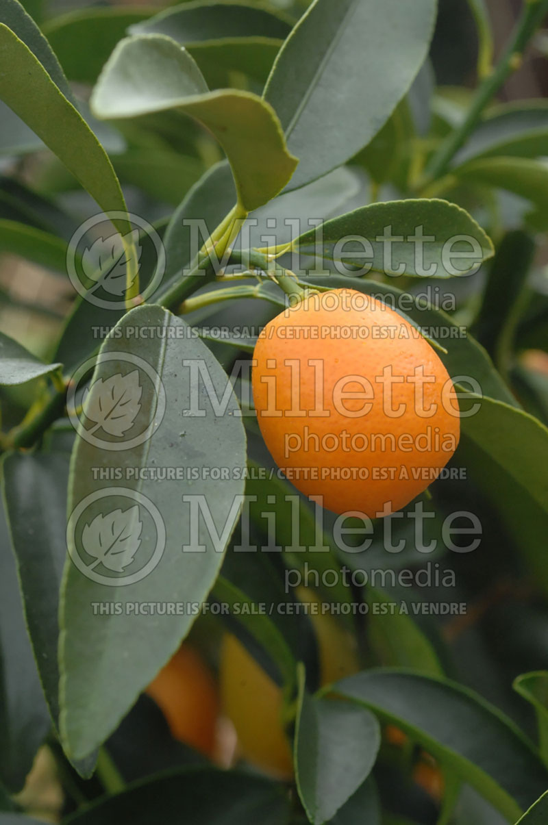 Fortunella japonica (Kumquat)  3