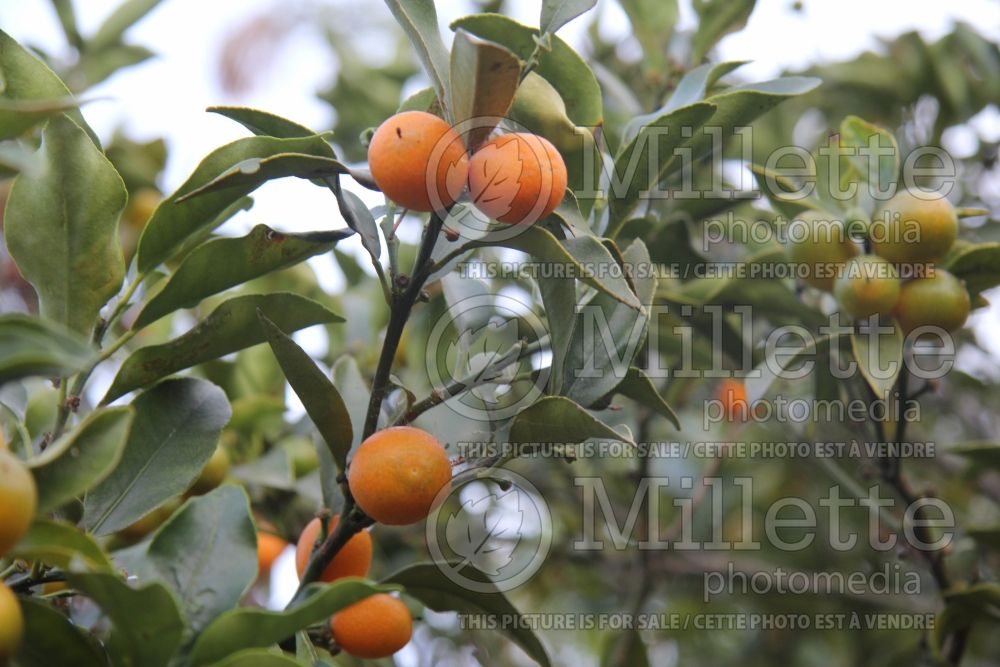 Citrus aka Fortunella margarita (Kumquat) 2 