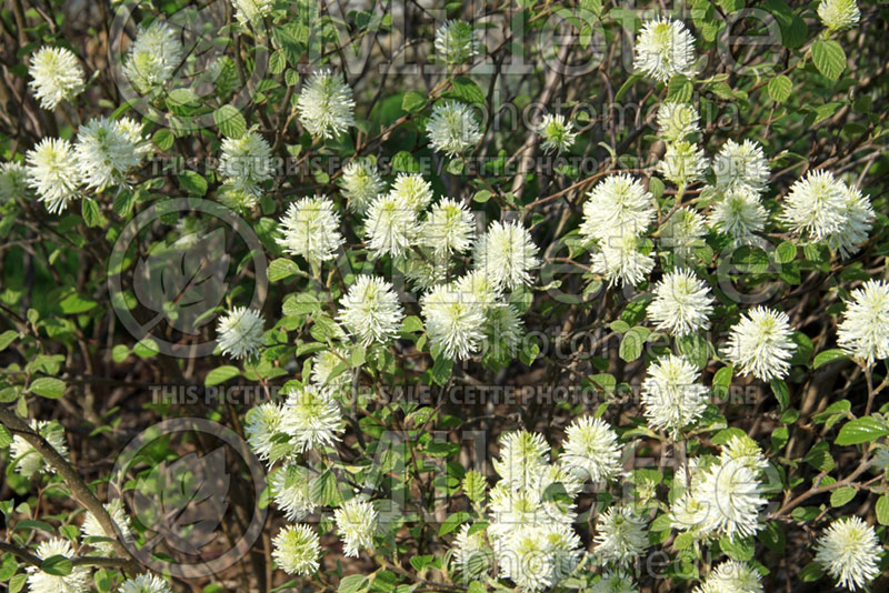Fothergilla Mount Airy or Mt. Airy (Fothergilla Witch Alder) 1 