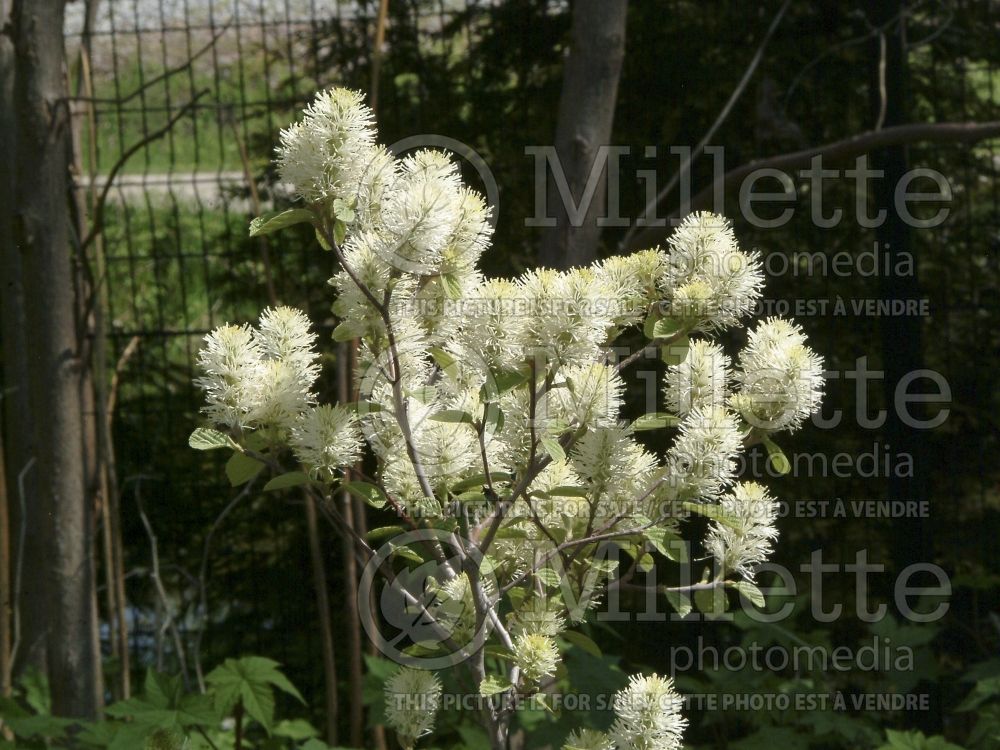 Fothergilla Mount Airy or Mt. Airy (Fothergilla Witch Alder) 11 