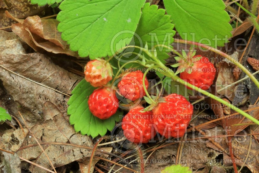 Fragaria virginiana (Virginia strawberry) 8 