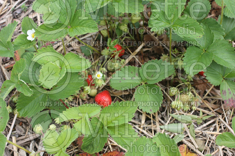 Fragaria Allstar (Strawberry) 1 