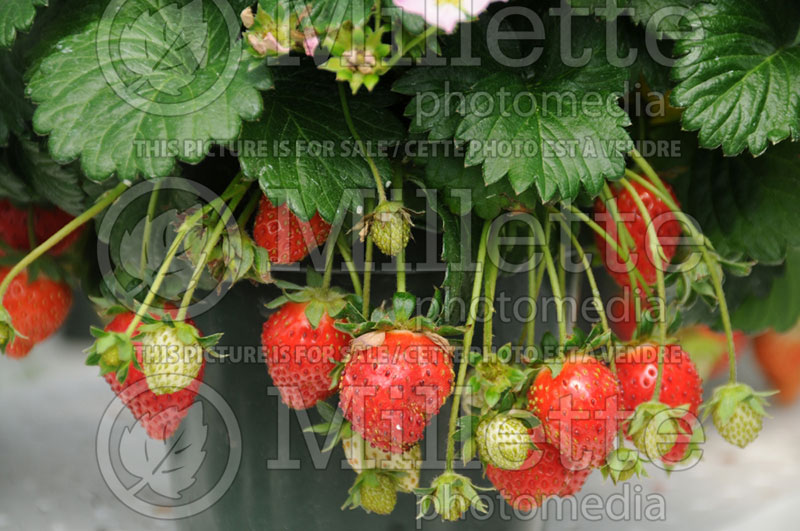 Fragaria Pikan (Strawberry) 1 