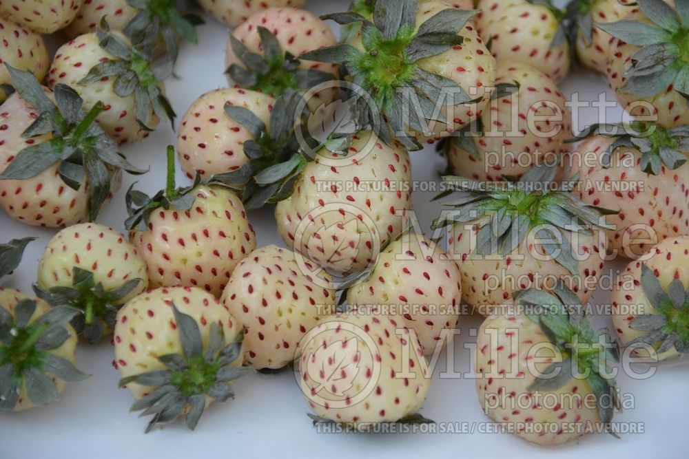 Fragaria Pineberry (Strawberry) 1 