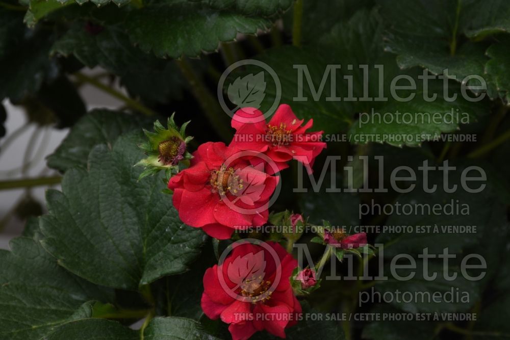Fragaria Summer Breeze Rose (Strawberry) 1 