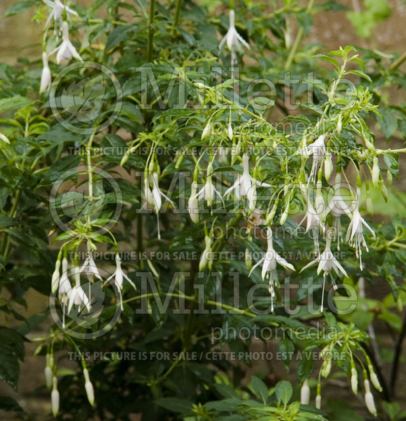 Fuchsia Hawkshead (Hardy Fuchsia) 1 