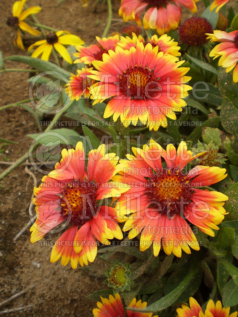 Gaillardia Arizona Sun (Blanket Flower) 7  