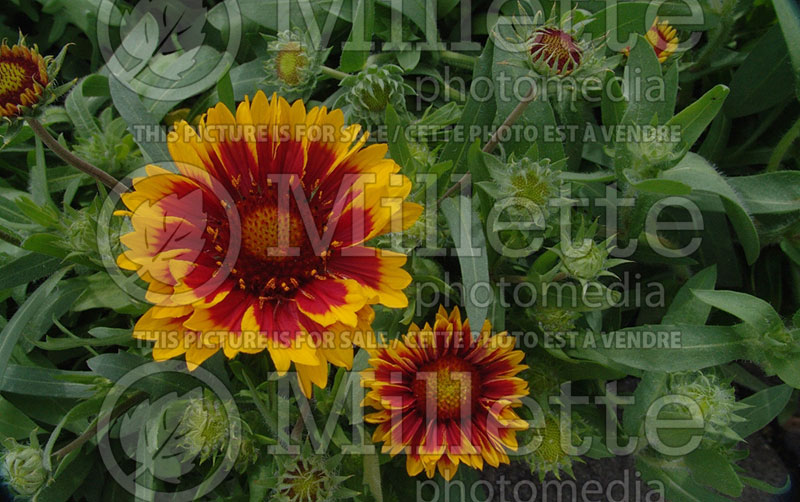 Gaillardia Arizona Sun (Blanket Flower) 11  
