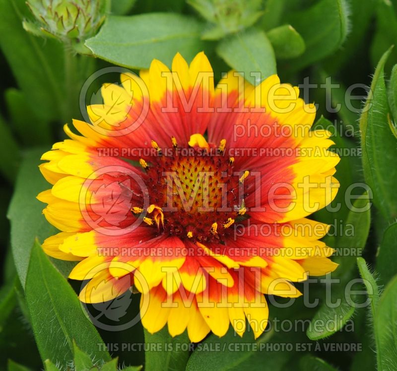 Gaillardia Arizona Sun (Blanket Flower) 13  