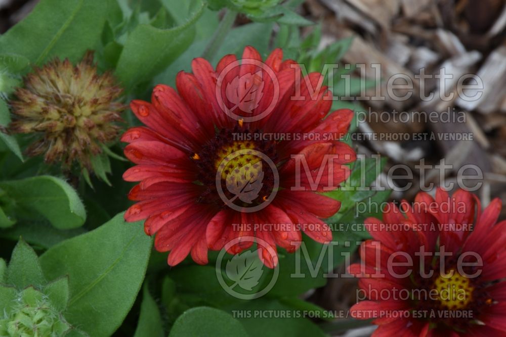 Gaillardia Barbican Red (Blanket Flower) 1
