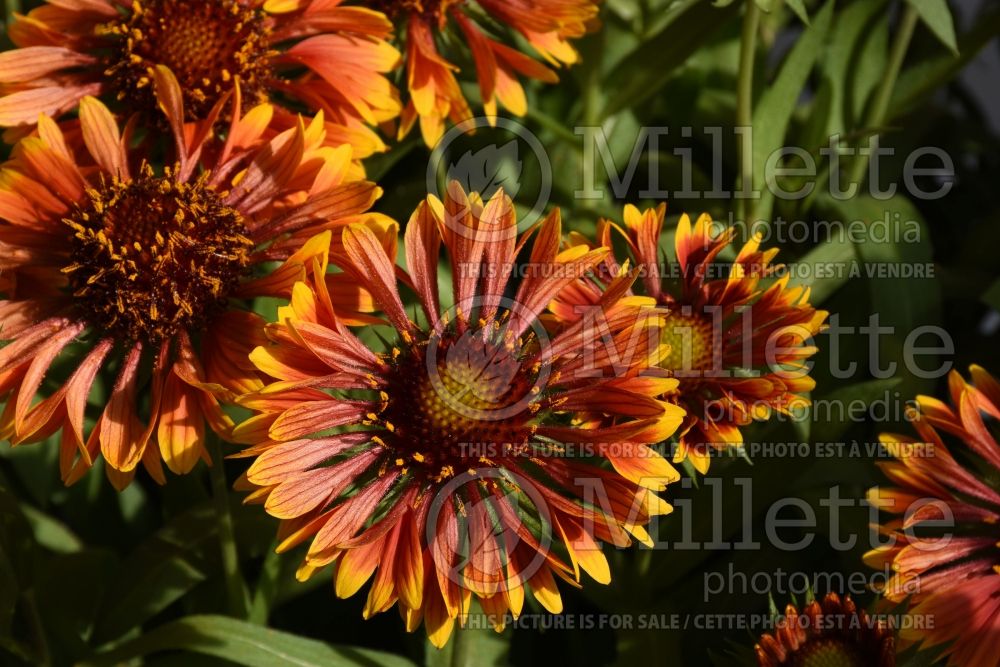 Gaillardia Spintop Copper Sun (Blanket Flower) 1