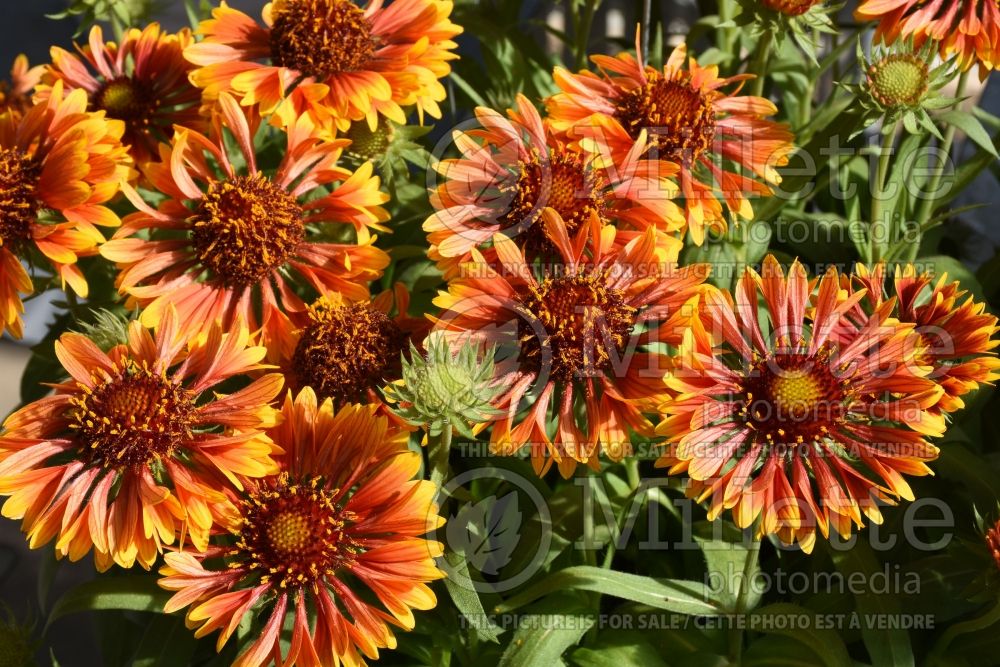 Gaillardia Spintop Copper Sun (Blanket Flower) 2