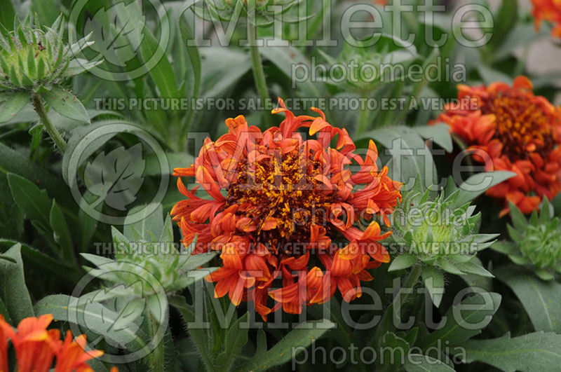 Gaillardia Fanfare Blaze (Blanket Flower) 1 