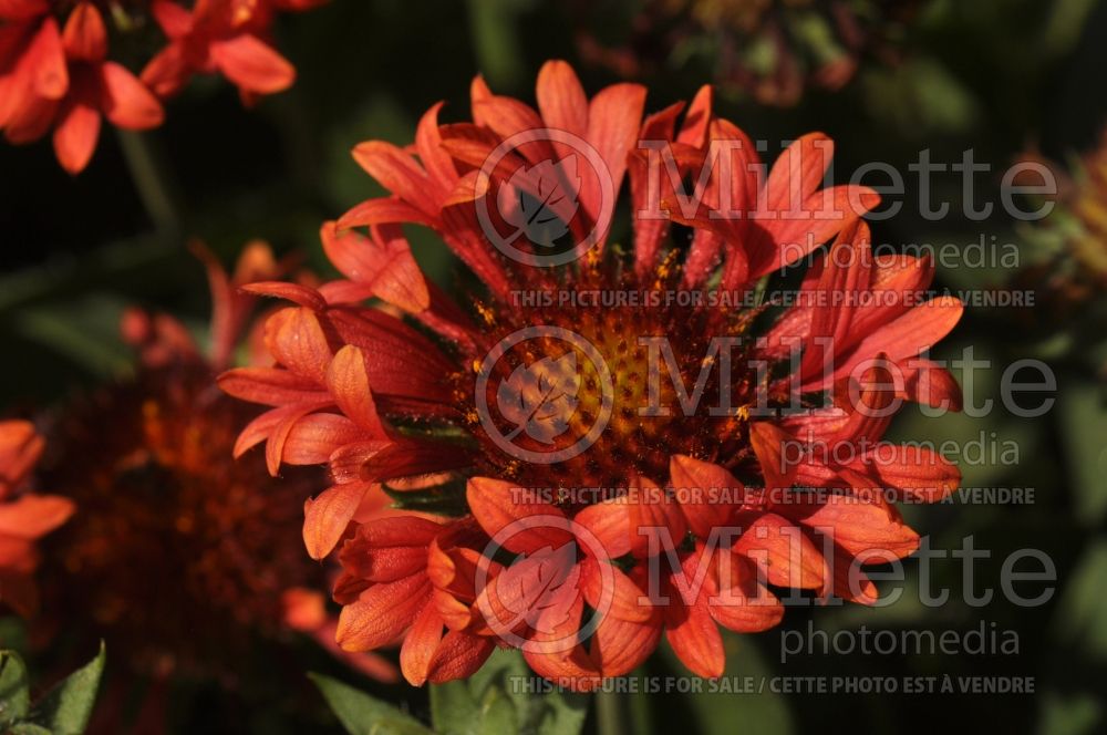 Gaillardia Fanfare Blaze (Blanket Flower) 4 