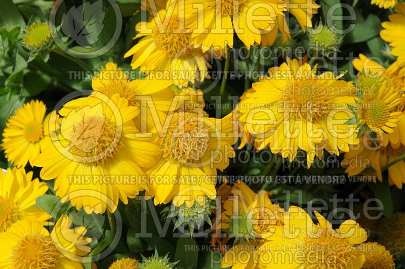 Gaillardia Mesa Yellow (Blanket Flower) 4
