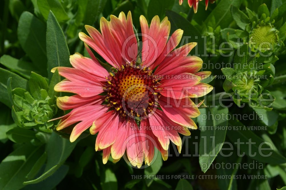 Gaillardia Sunset Popsy (Blanket Flower) 1