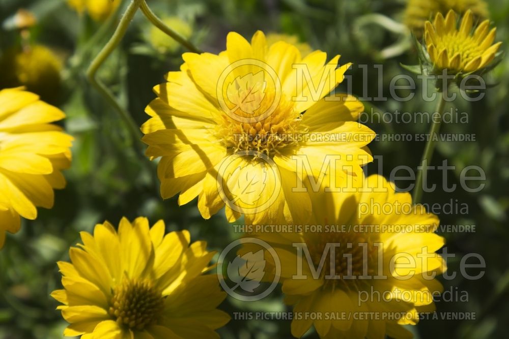 Gaillardia Heat it Up Yellow (Blanket Flower) 2 