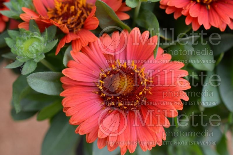 Gaillardia SpinTop Red (Blanket Flower) 1