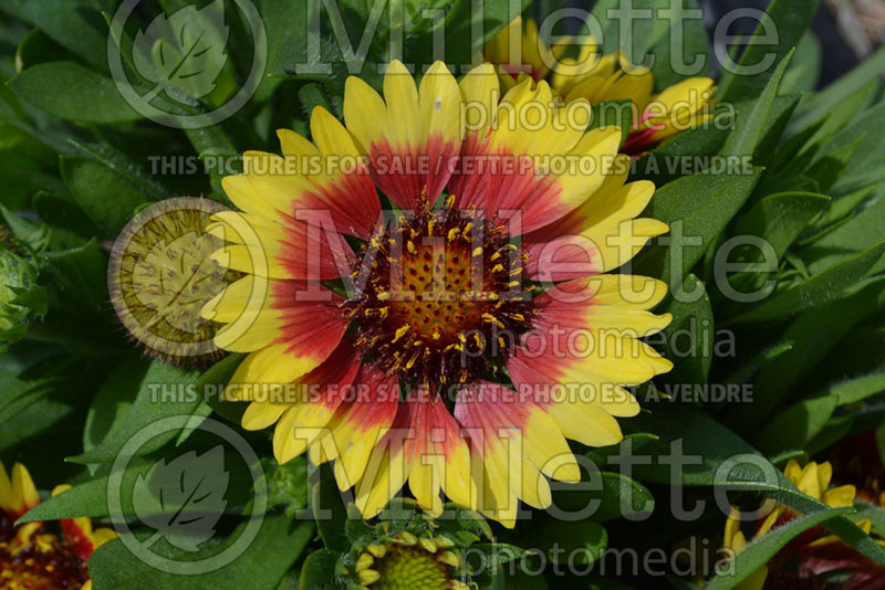 Gaillardia Sunset Mexican (Blanket Flower) 1