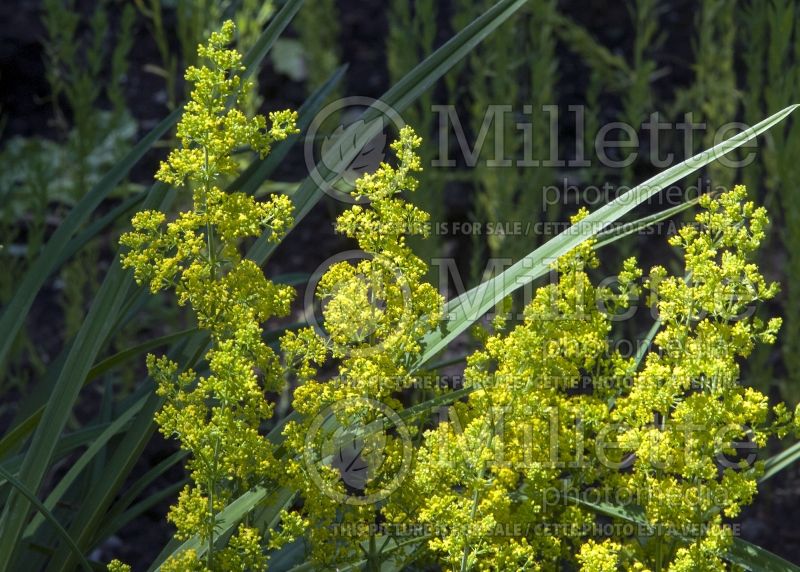 Galium verum (Yellow Spring bedstraw) 10 