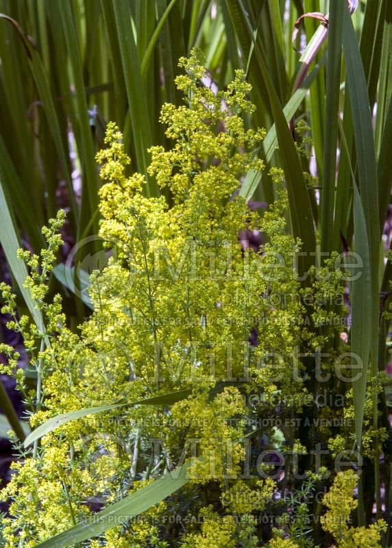 Galium verum (Yellow Spring bedstraw) 11 