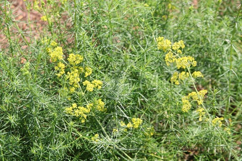 Galium verum (Yellow Spring bedstraw) 2 