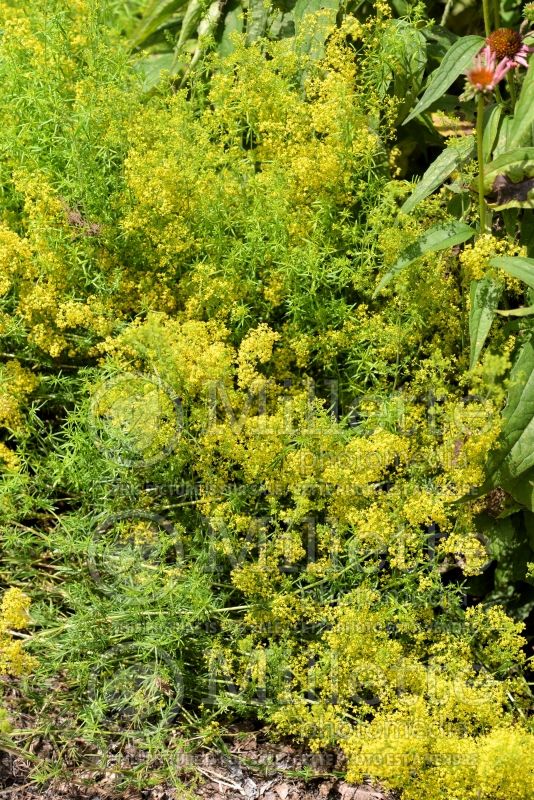 Galium verum (Yellow Spring bedstraw) 6 