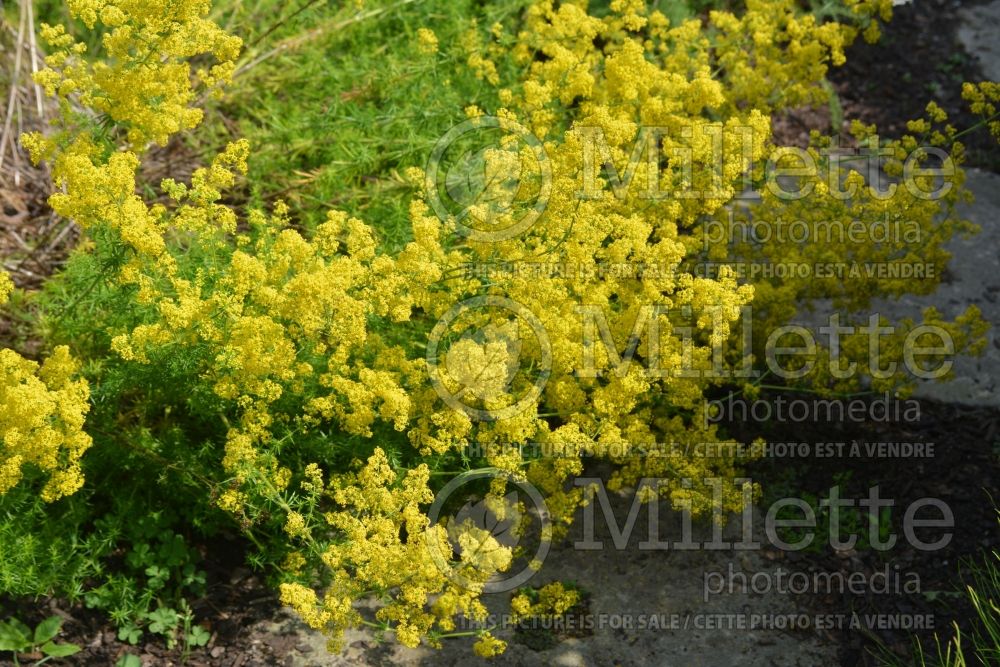 Galium verum (Yellow Spring bedstraw) 3 