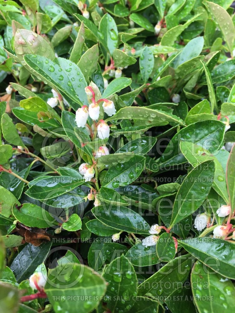 Gaultheria procumbens (Wintergreen) 8 