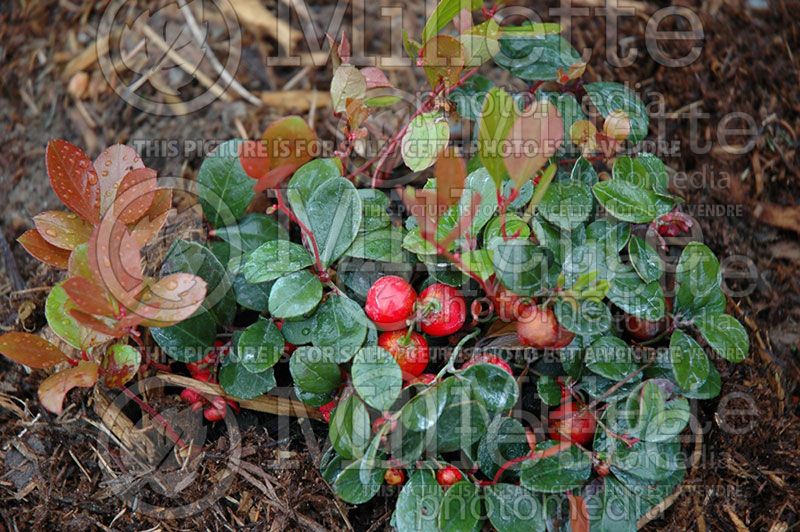 Gaultheria procumbens (Wintergreen) 1 