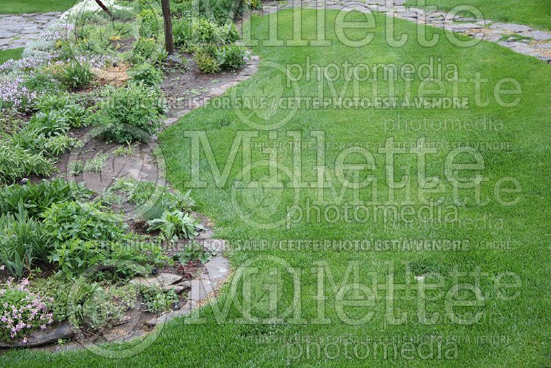 Healthy green lawn (Grass)  1